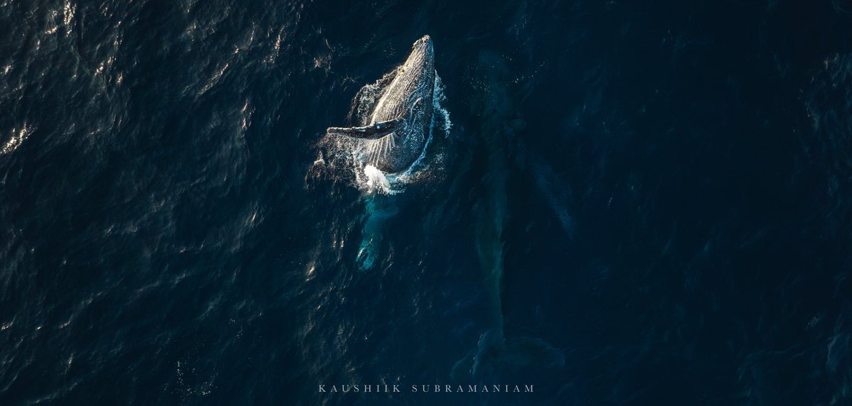 While mum sleeps, baby plays 🐋

One of my favourite images that I have taken so far, I think anyone with kids can relate to this shot. A mother humpback whale rests in the deeper water as her calf shows off all its youthful exuberance. #wildlifephotography