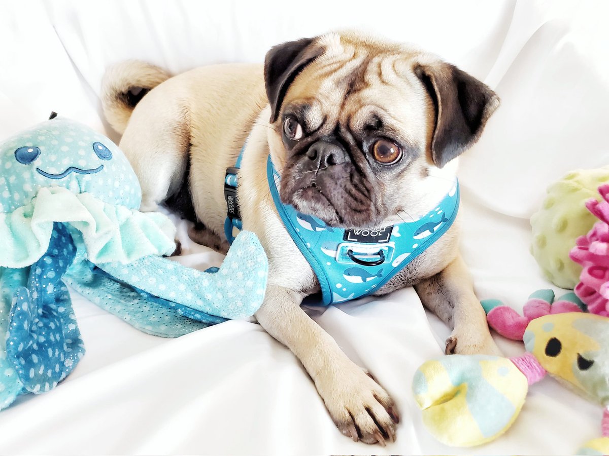 The_Pugess's tweet photo. Twitters,

Have you ever seen a pug-whale?...

#puglife #sassywoof #pug #Pugs https://t.co/ZlDdbSSSG5