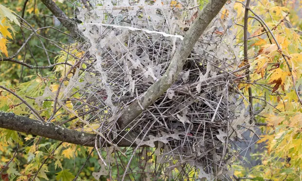 aympontier's tweet photo. Aux Pays-Bas et en Belgique, des pies et corbeaux se mettent à voler les "pics anti-oiseaux" censés les faire fuir, et ont appris à les manipuler de façon à construire leurs nids avec, en plaçant les pointes vers l'extérieur pour dissuader les prédateurs.
https://t.co/Wp56iOMRu6 https://t.co/Y86aVwWv7E