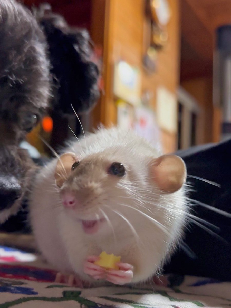 🐭「あげないよ💓」
