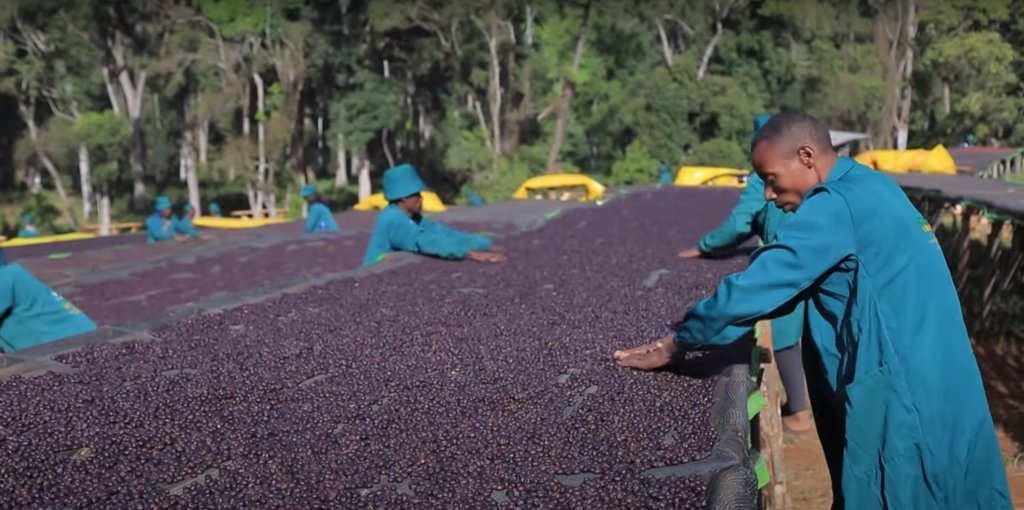 Coffee being dried for Natural processing at a METAD washing station in Ethiopia.

We're proud to offer two Organic lots of coffee from METAD, in-store now at Schwarze-Hamburg! Click the link to learn more.
bit.ly/32aGyqo