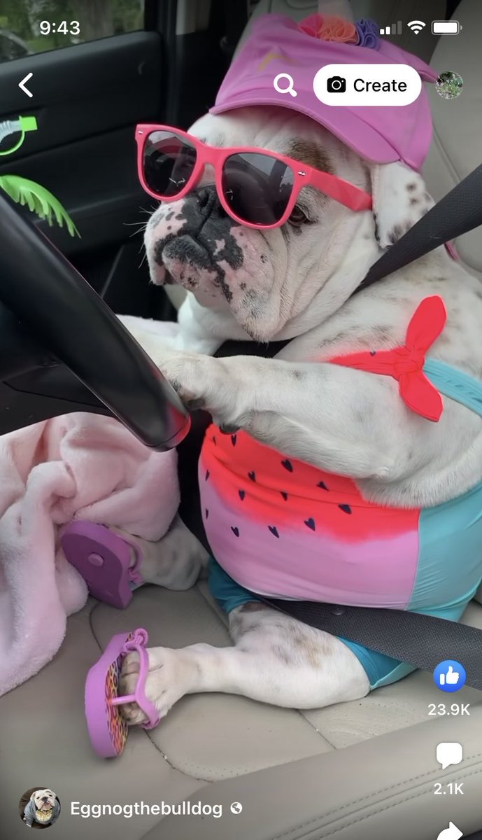 Thislilbirdies1's tweet photo. Summertime 🤣😂🤣😂😅😅. #summerdogs https://t.co/HV8k9MSyM6