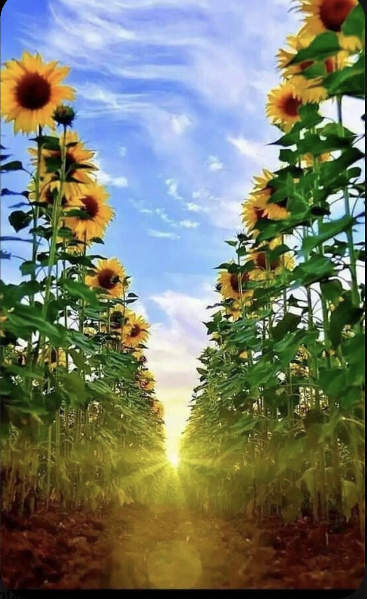 healingbysoul_8's tweet photo. اقدر اكتب واقرا 
تغريدات
واشترك بمليون كورس

لكن

ايش طبقت

مافي تغيير بدون تطبيق..

حتى الوصية الي توصي فيها ناس طبقتها ع نفسك؟؟

هنا معنى اسم الله الحق

ولا تدفع لناس يعدللولك حياتك يعملولك جلسات
اذا ما سعيت من داخلك
راح تبقى  مكانك

وهذا كله عرفنا بالتجربة✨🕊️
#خواطر_روح https://t.co/LulQGp1Cz8