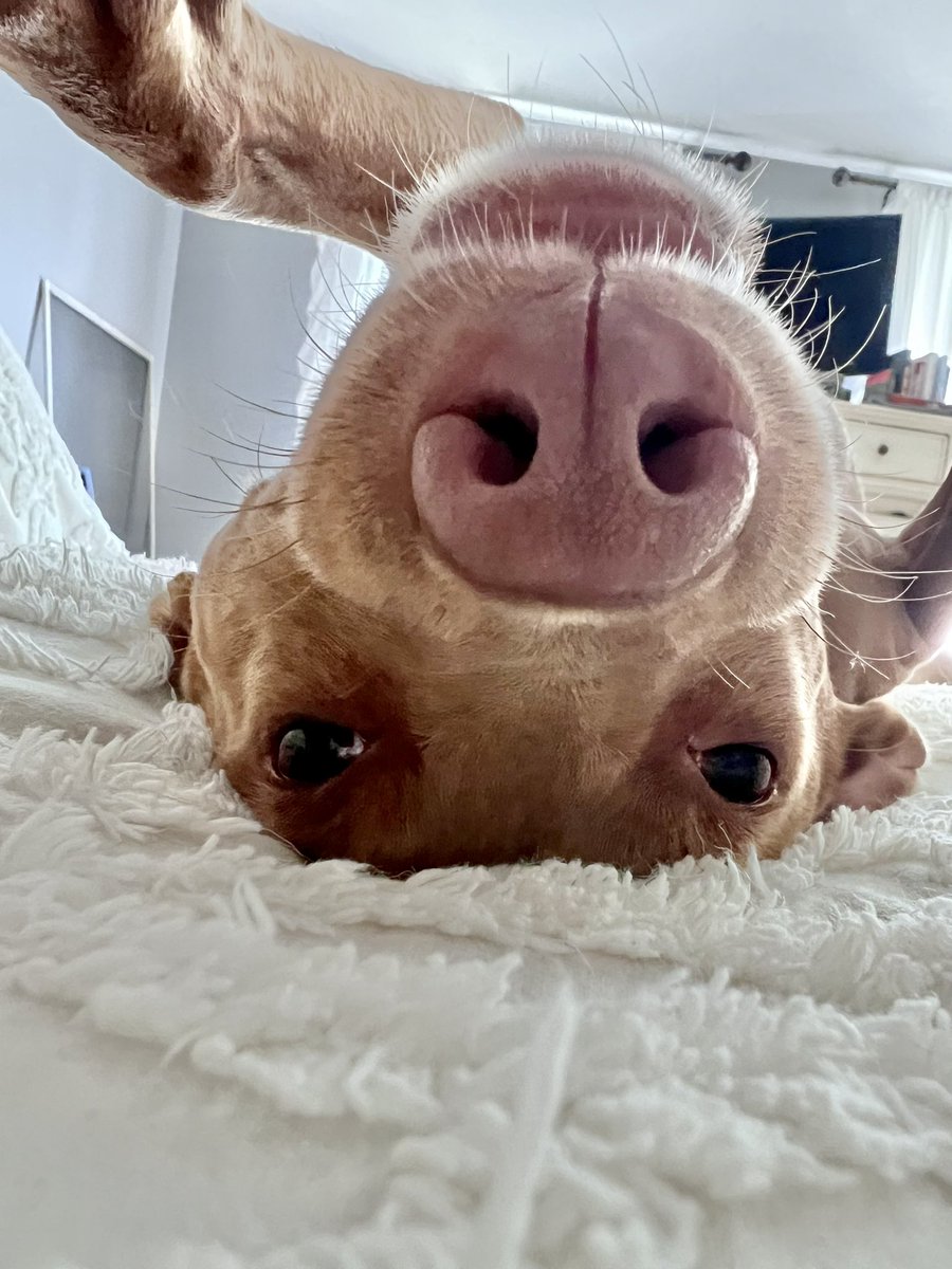 Good morning, #teacher friends! I ❤️ lazy #summer mornings 😍 #postforpencils #happinessishavingadog #dogmama