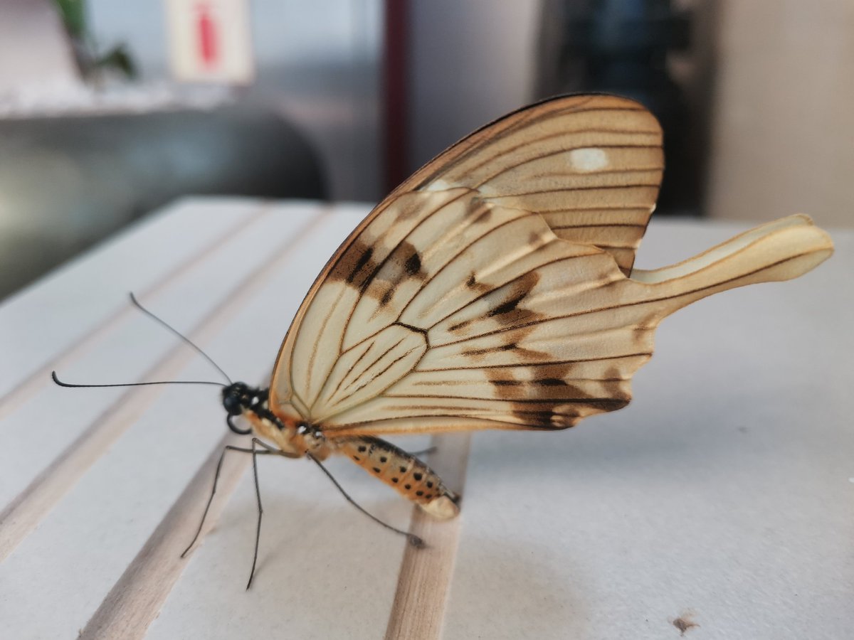Tiffug's tweet photo. While at @Skyz Naguru. I came across this beautiful creature. I just couldn't keep my phone in my pockets. @africafoicentre @dericnamakajo1 https://t.co/raFndlX0sd