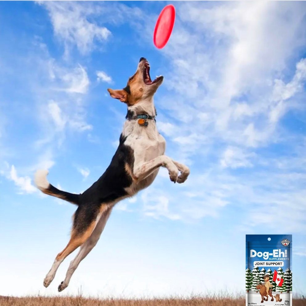 🐾🌟 Soar to New Heights with Happy Joints! 🏆💪 Give your dog the gift of optimal joint support with Dog-Eh! Joint Support. Help them stay active, energetic, and ready for all the adventures that await 🥎🐶 Dog-Eh.com #jointsupport #activedogs #doghealth #dogeh