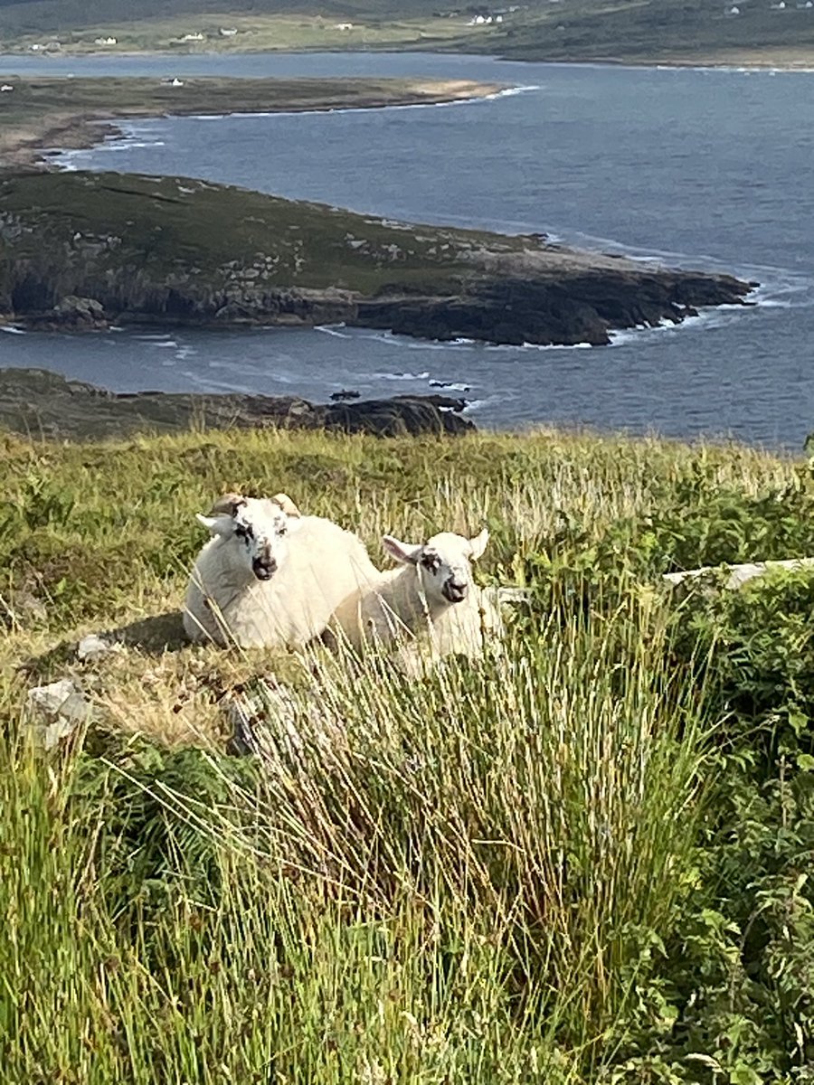mariemccolgan's tweet photo. Guarding the view! #Donegal #DúnnanGall #Mullaghmullan WildAtlanticWay #coast #nature #weliveinabeautifulplace https://t.co/TRqMVbo55Y