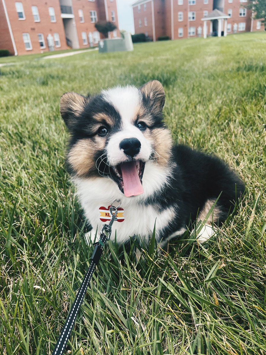 welcome to <a href="/Chiefs/">Kansas City Chiefs</a> kingdom kelce-boy! 🐾🏈 only 57 days until we can cheer on the man you’re named after! <a href="/tkelce/">Travis Kelce</a>