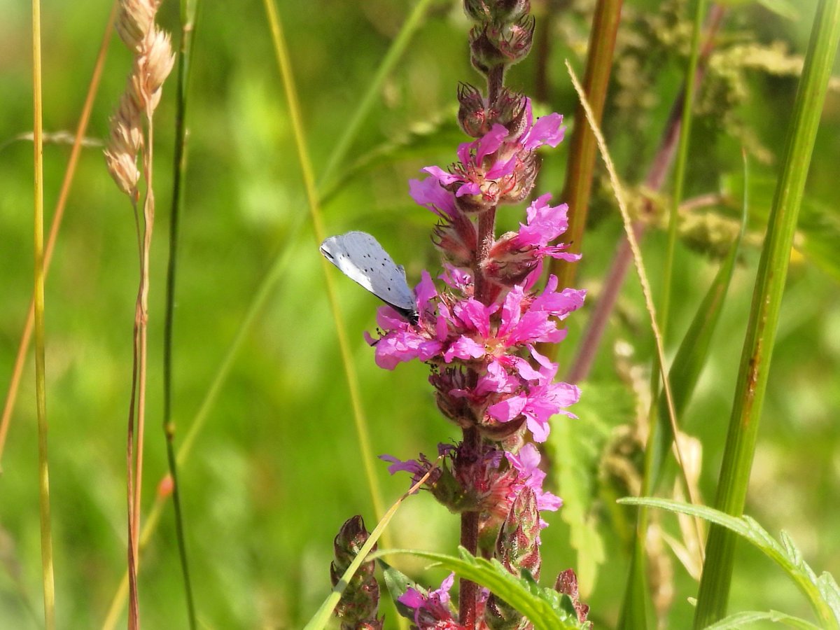 inja5248's tweet photo. 🦋 bezoekers van de grote #kattenstaart langs de #Swalm in het mooie Swalmdal 🩷
🦋 boomblauwtje
🦋 citroenvlinder
🦋 groot dikkopje
🦋 klein geaderd witje
@vlinderNL @staatsbosbeheer @FloraNederland
@NatureTodayNL @NatuurfotoNL @Roots_NL @zoomnl https://t.co/kXNbLFCmWi