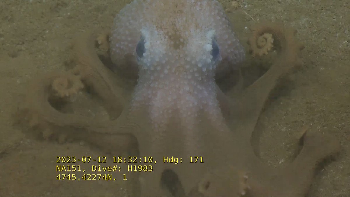 🐙 #Octopus at 2660 meters. That's a real close-up
@EVNautilus @Ocean_Networks #OnCabyss #KnowTheOcean #CFIfunded #NautilusLive 

Watch Live: youtube.com/watch?v=wUz1Vb…