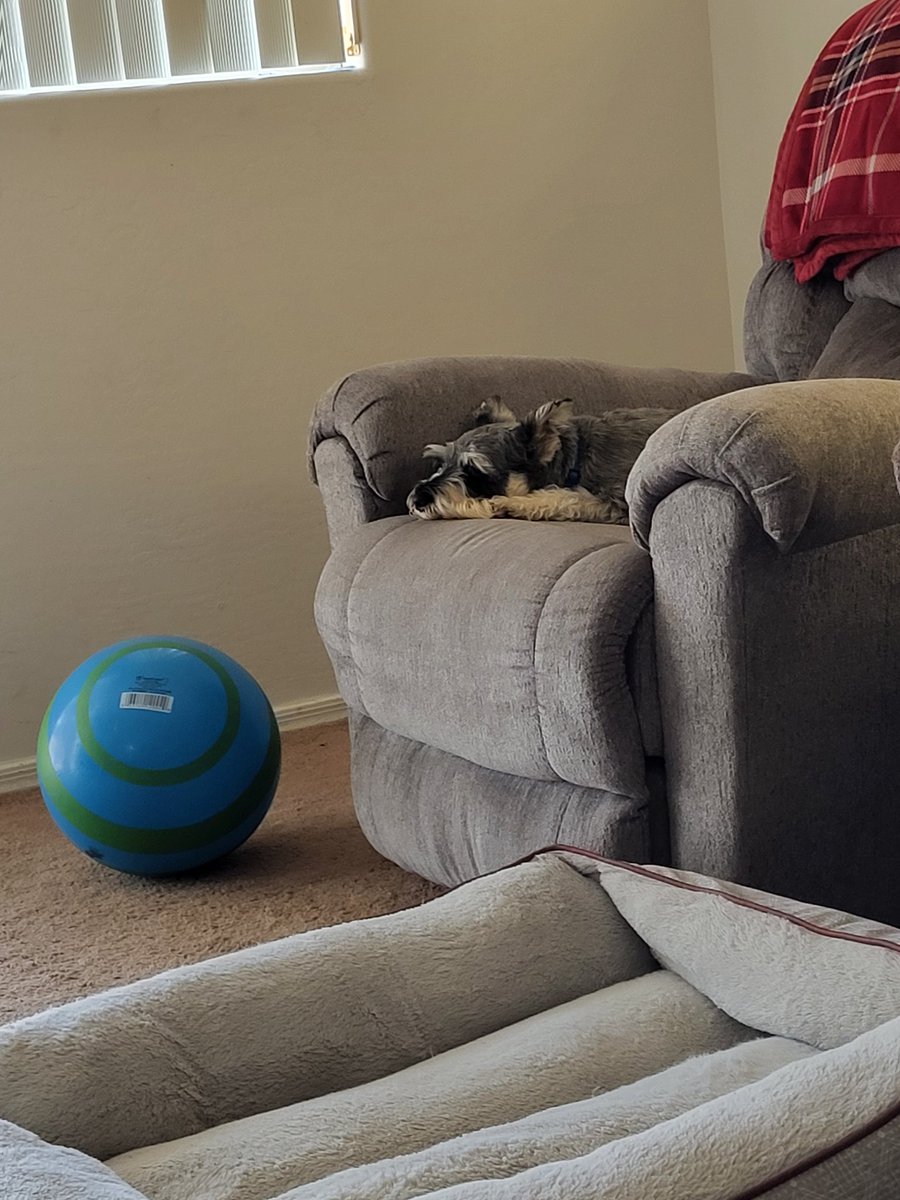 geezerpup's tweet photo. I played with my giant ball. Ate a few French fries for lunch (ate the first ones too fast, barfed them up and mooched Hoomoms). After lunch snooze time #dogsoftwitter #SchnauzerGang #dogswithbeards https://t.co/6hFTzgK8aM
