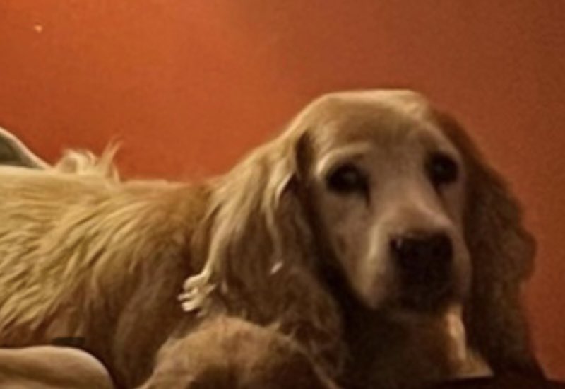 #SpanielHour 

KÜMMEL MISSING 
Elderly chipped&amp;spayed #Cocker 
Not seen since 1/7/23 
Vanished from garden 
#Chedworth #GL54 
Family heartbroken 💔 

doglost.co.uk/dog-blog.php?d…

<a href="/Chedworth_CC/">Chedworth CC</a> <a href="/7tunschedworth/">The Seven Tuns Chedworth</a> <a href="/ChedworthPC/">Chedworth PC</a> <a href="/JacquiSaid/">Dogs of Tooting 1</a> <a href="/juliagarland73/">Helping the lost home #TeamWales 🇬🇧</a> <a href="/AmandaB20783522/">Amanda Barrett</a> <a href="/MissingPetsGB/">Missing Pets GB</a>
