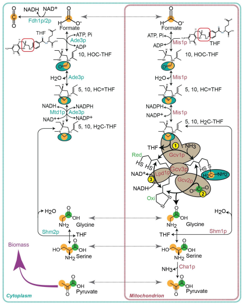 Bar-Even Lab (@wethebarevenlab) on Twitter photo 🚨#preprint alert! Functional reductive glycine pathway in #yeast!
Have a look at our work where <a href="/VRBysani/">Viswanada Reddy Bysani Kondagari, Ph.D.</a>, Ayesha, Arren & <a href="/FabianMachens/">Fabian Machens</a> successfully demonstrated formate-to-pyruvate conversion while assimilating CO2 in Saccharomyces cerevisiae!
🧬🦠♻️
biorxiv.org/content/10.110… 🚨#preprint alert! Functional reductive glycine pathway in #yeast!
Have a look at our work where <a href="/VRBysani/">Viswanada Reddy Bysani Kondagari, Ph.D.</a>, Ayesha, Arren & <a href="/FabianMachens/">Fabian Machens</a> successfully demonstrated formate-to-pyruvate conversion while assimilating CO2 in Saccharomyces cerevisiae!
🧬🦠♻️
biorxiv.org/content/10.110…