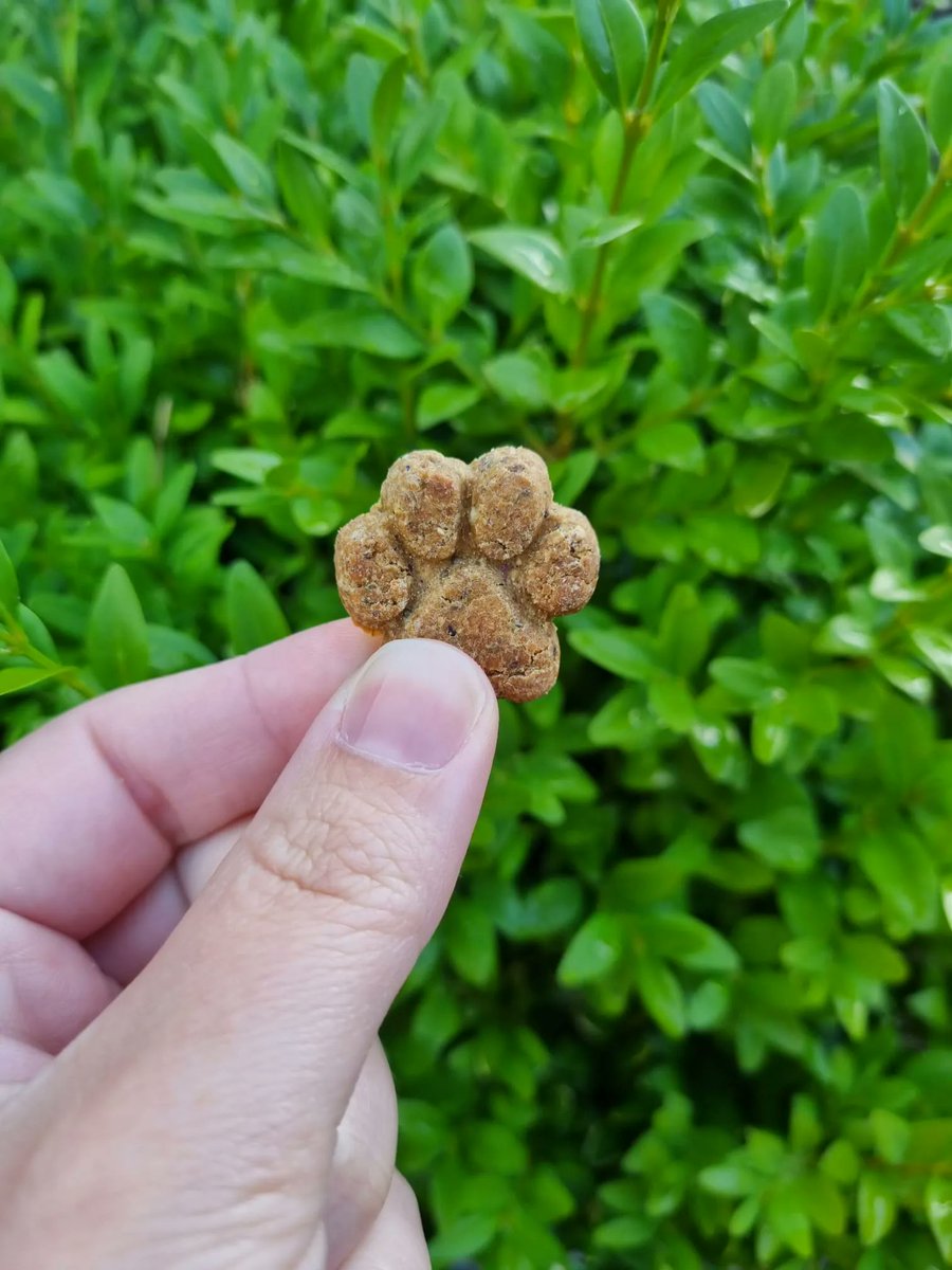 Frozzys for Dogs tweet media