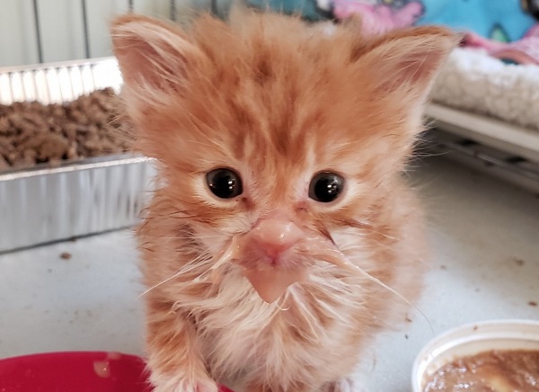 safeclean's tweet photo. We're just $830 away from reaching our goal!

Please help is save lives by contributing what you can, and sharing this fundraiser.

Fundraiser by Ann LaGoy : Stray HELP Equipment Drive https://t.co/Engdatzu6T https://t.co/mJp0fZZkJH