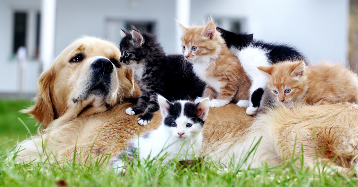 MWI Animal Health tweet media