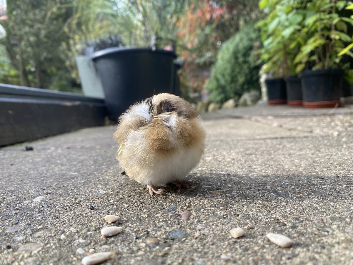 thecyclephysio's tweet image. This time of yeaarrrrrr

#fluffballs #fledgling