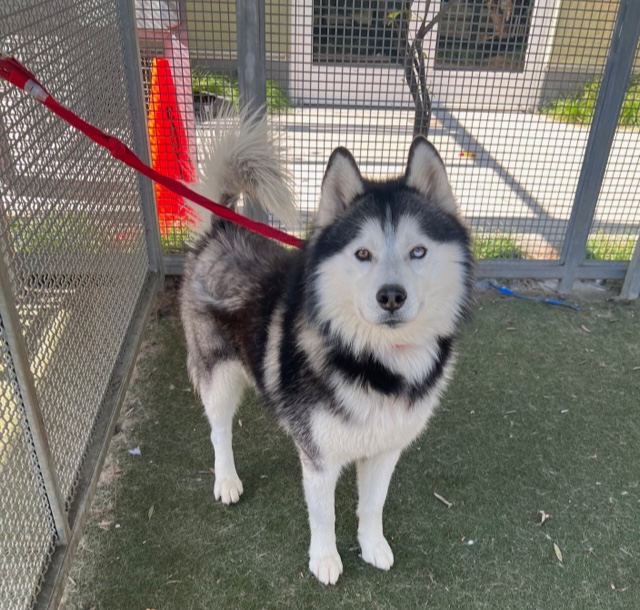 Meet Daisy (#A2050420), Dimmy (#A2053994), Marlin (#A2045852), and Alpha (#A2067497)! 🐶 Visit our Chesterfield Square Center to meet any of our adoptable dogs! Our Centers are open today until 5PM 🐾 #lacitypets #adopt #foster #dogsofLA #losangeles
