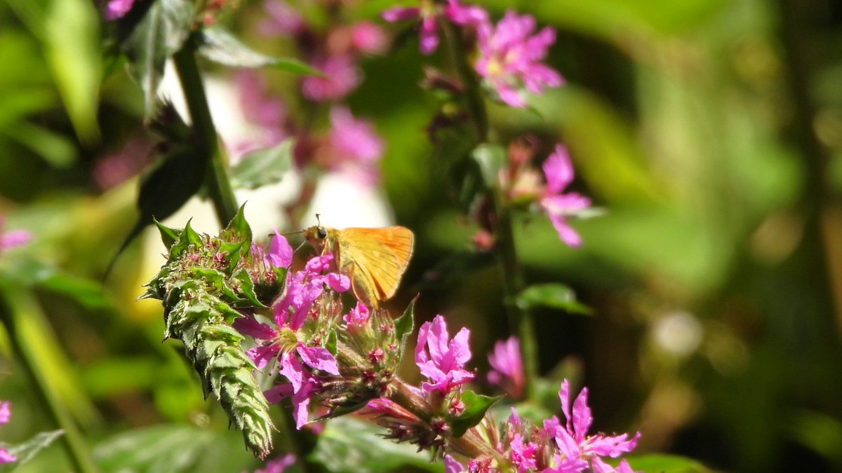 inja5248's tweet photo. 🦋 bezoekers van de grote #kattenstaart langs de #Swalm in het mooie Swalmdal 🩷
🦋 boomblauwtje
🦋 citroenvlinder
🦋 groot dikkopje
🦋 klein geaderd witje
@vlinderNL @staatsbosbeheer @FloraNederland
@NatureTodayNL @NatuurfotoNL @Roots_NL @zoomnl https://t.co/kXNbLFCmWi
