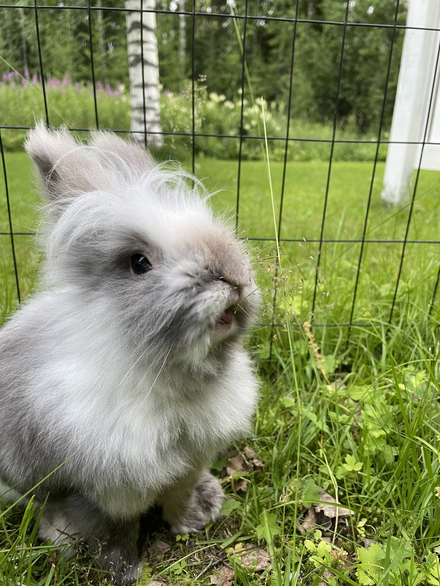 kaletherabbit's tweet image. I am trying To eat this frigging hay !!!
