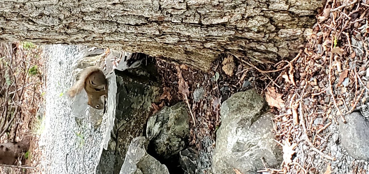 violet_raven's tweet photo. 😭 I got to share Indigenous knowledge on a walk w/Autism Society NL today 🥰 #ojibwayfromaway #asemaa #grandmothertree #ojibway https://t.co/aUXYmfwYR4