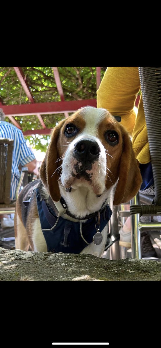 _strangertings_'s tweet photo. We met this dog milo on holiday and @ellllllles painted him!! https://t.co/GqcvyakZ2w