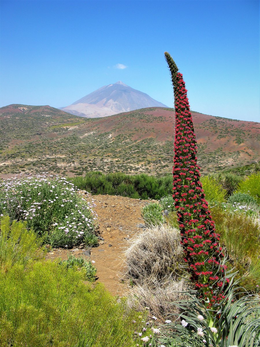 Hot off the press @nature: Assembly of functional diversity in an oceanic island flora Team effort led by @Paola_barbarbo We present a detailed analysis of plant functional traits & diversity of an entire oceanic flora, #Tenerife, Canary Islands. rdcu.be/dgGfN 1/n