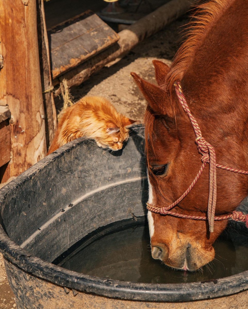 unspokenvisuals's tweet photo. Sometimes the friends you have now, are the ones you never thought were out there
-
https://t.co/f3Av1FKF9m
-
#wrangler #horses #kimes #wranglers #ariat #westernphotography #wyoming #bootbarn #photography #hooey #westerntack #westernaf #ranchlife #farwestmagazine https://t.co/RWmy2uyJam