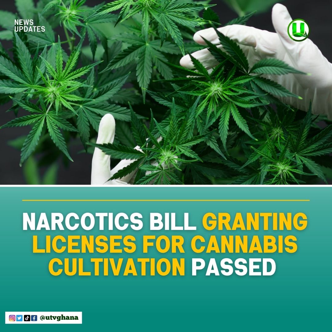 Parliament has passed the Narcotics Control Commission Amendment Bill 2023 which will grant the Minister for the Interior, Ambrose Dery, the authority to issue licenses for the cultivation of cannabis, commonly referred to as 'wee' in Ghana for industrial and medicinal purposes.