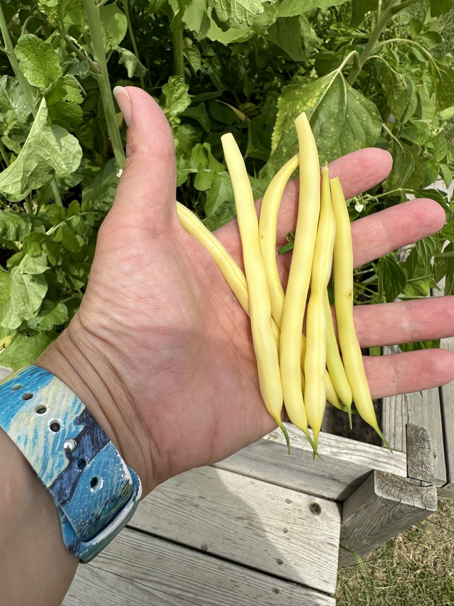 Today’s visit to the #classroomgardens showed that white radishes produce purple flowers and a purple (red) radish produces a white flower. I also harvested a handful of yellow beans. @StIsidoreOCSB