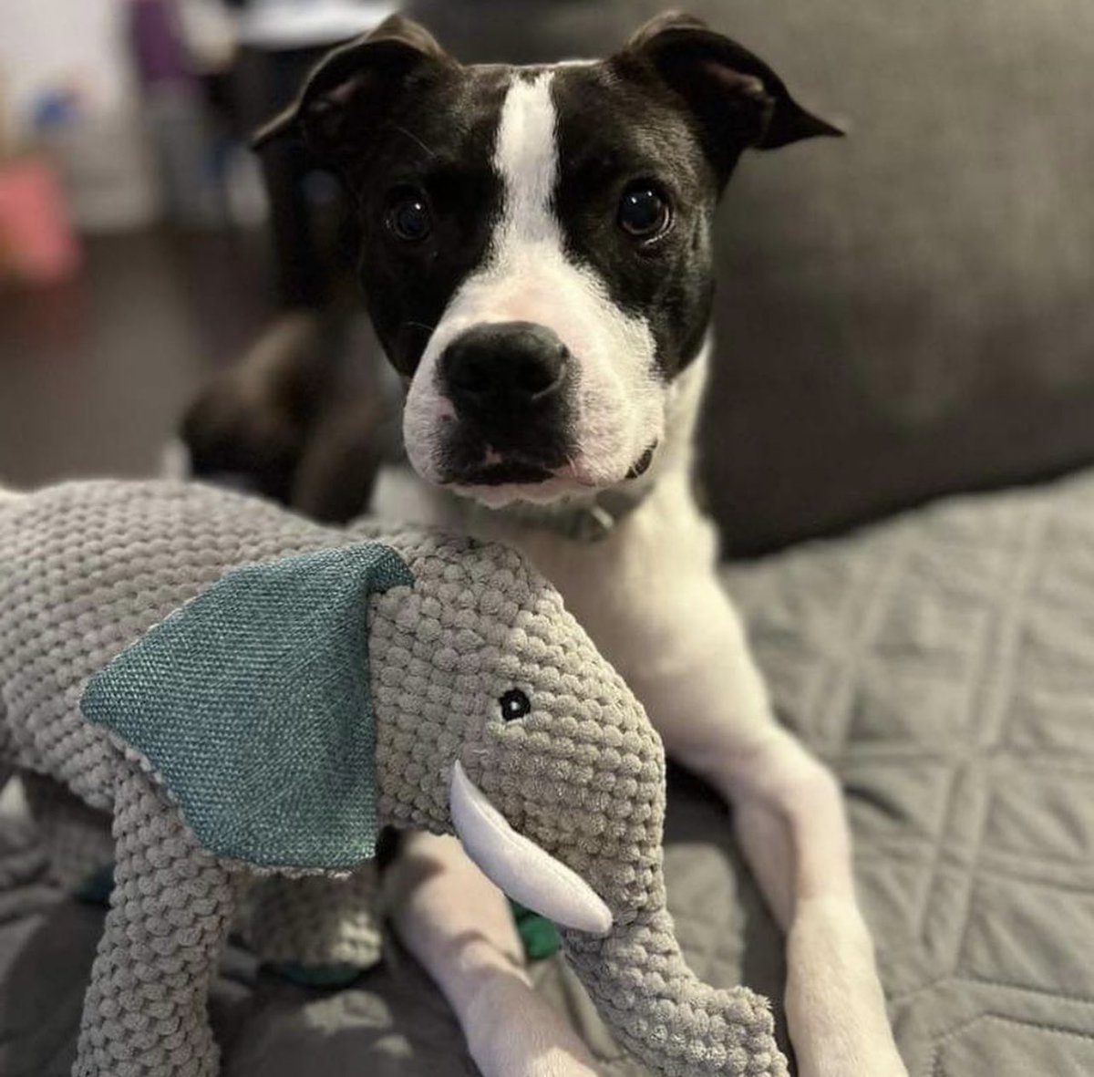 Our little 1-year-old Leroy wants to remind the world just how adorable and perfect he is.🧸 This shy but friendly boy is still looking for a forever home! To learn more about Leroy or adopt him please go to nycscr.org/adopt #BecauseTheyMatter #animalrescue