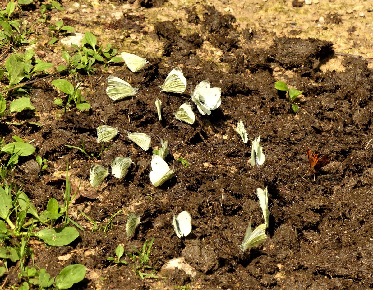 Male Green-veined Whites imbibing minerals from wet horse manure today, + a Comma. This is more GVWs than I'd seen all brood - a big hatch of them here today (in Glos, back to Knepp tomorrow, hopefully)