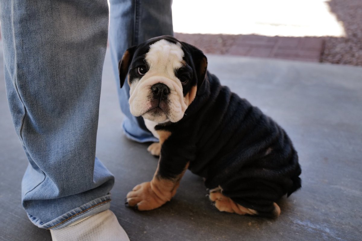 RyanHafey's tweet photo. Meet the newest addition to the Hafey clan, Chunk Norris. #EnglishBulldog https://t.co/hUhxnD65Ou