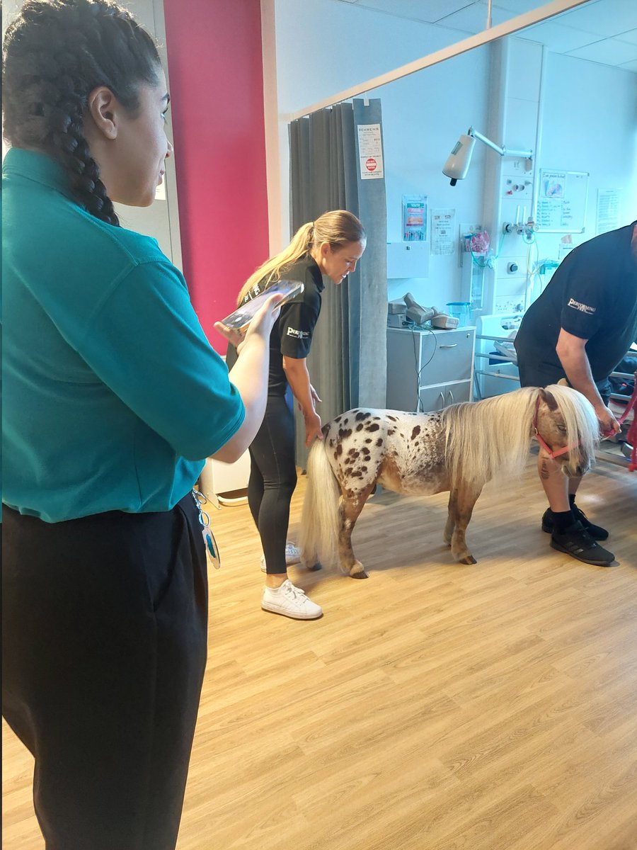 ClareOl00782662's tweet photo. An amazing visit today for  Starlight ward patients, parents &amp; staff from Scooby &amp; @performing_pets. Thank you so much for putting a smile on all our faces &amp; thank you @NorthMidNHS for arranging this. Can't wait for the next visit !.#paedsrocks #improvingpatientexperience 😊 https://t.co/Nno2iMAcf1