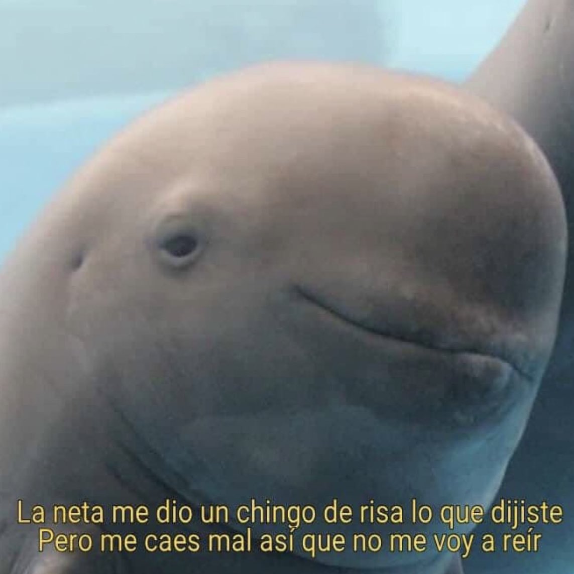 memesenlosgenes tweet picture