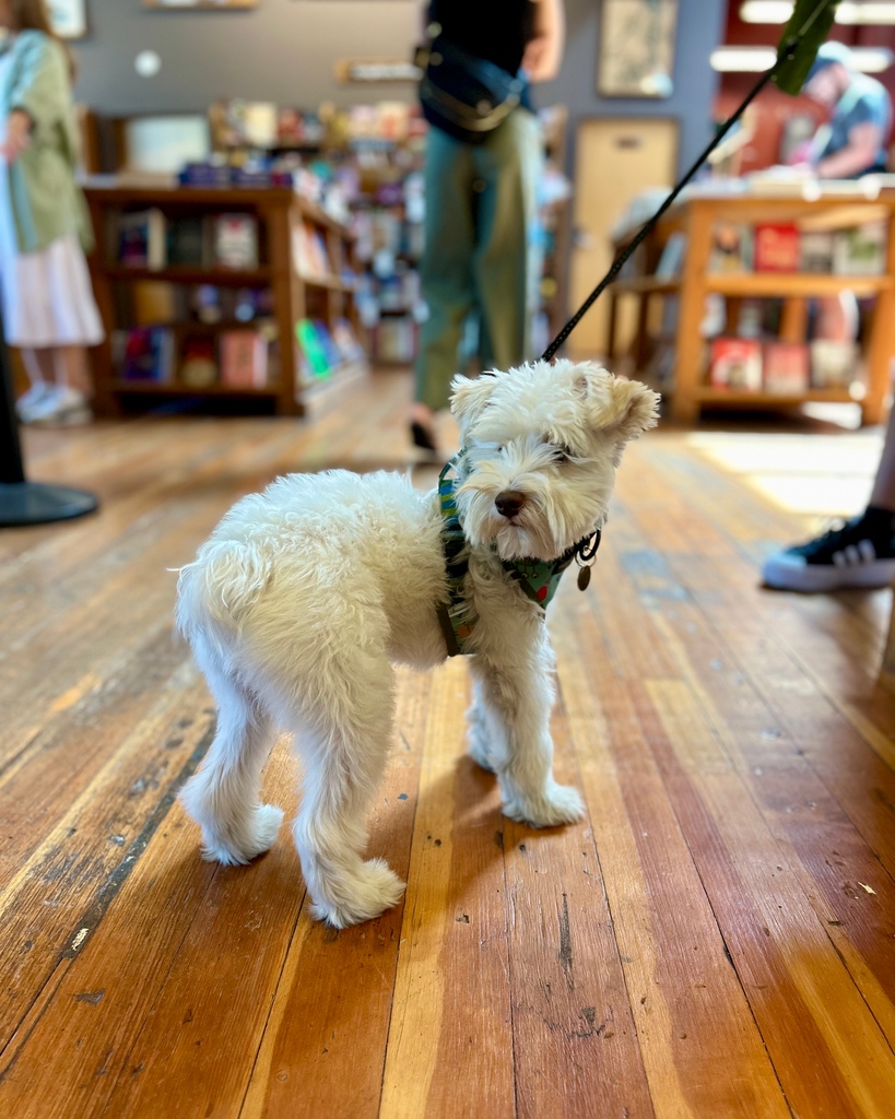 ElliottBayBooks's tweet photo. Curry (like the 🏀, not the 🍛) is our new resident expert of the Sports section.⁠

#DogsofEBBCO #stephcurrywatchout https://t.co/IRFE3oTV4B