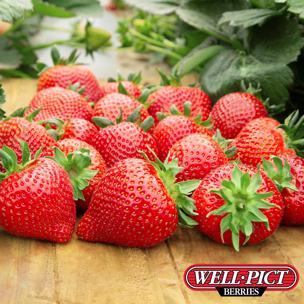 Well•Pict Berries tweet media