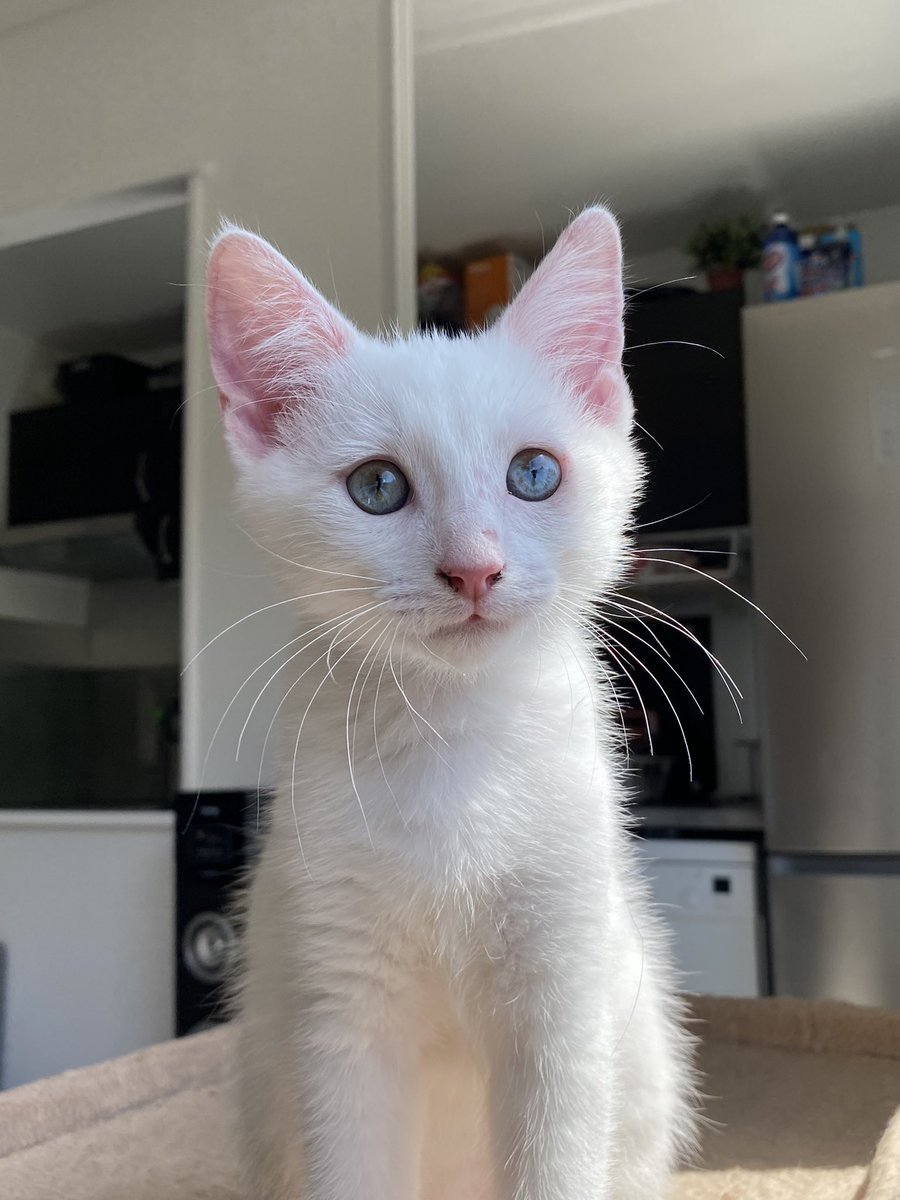 Regardez comme il est beau