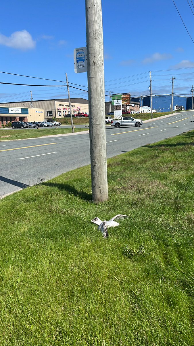 Alright, @Mount_Pearl @MetrobusTransit, who is suppose to remove this deceased gull’s carcass (30 Sagona Ave)?  #MountPearl #nlhealth #nltraffic #nlwx