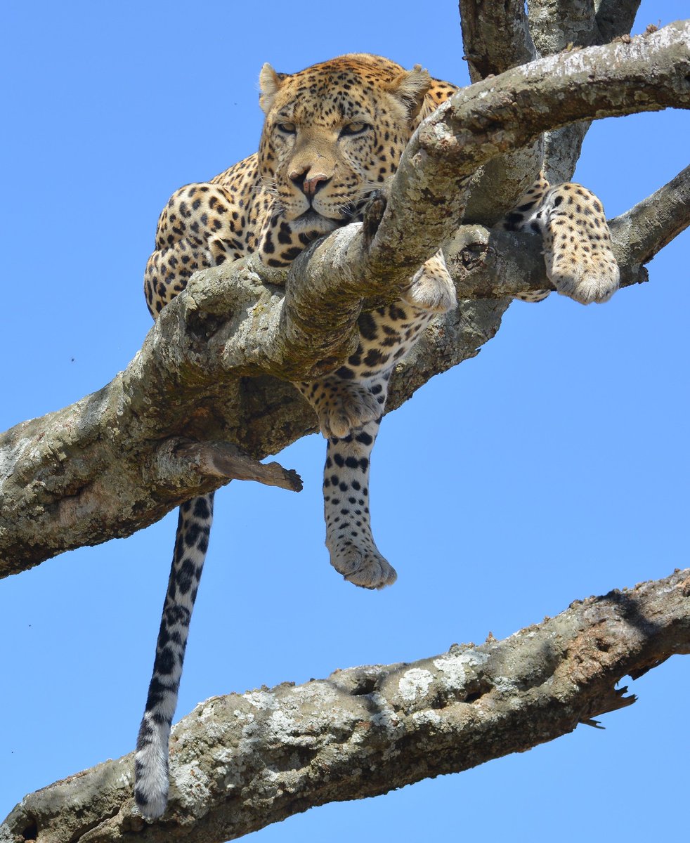FeatherQuestAdv's tweet photo. Split nose the leopard.
#wildlife #nature #WildlifeWednesday #TwitterNatureCommunity #tembeakenya. https://t.co/AWfV4kRINv