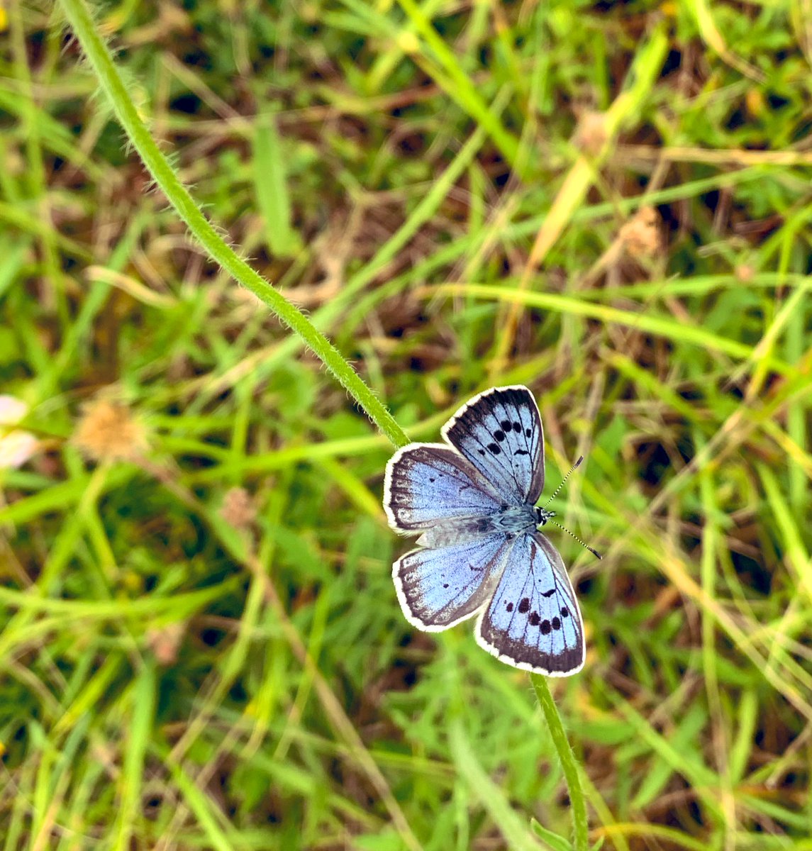 Rowan Hooper ローワン フーパー (@rowhoop) on Twitter photo What an absolute treat today to see LARGE BLUE butterflies: a wonderful story of reintroduction but also one of the fearsome animals we have in the UK 
<a href="/RoyEntSoc/">Royal Entomological Society</a> What an absolute treat today to see LARGE BLUE butterflies: a wonderful story of reintroduction but also one of the fearsome animals we have in the UK 
<a href="/RoyEntSoc/">Royal Entomological Society</a>