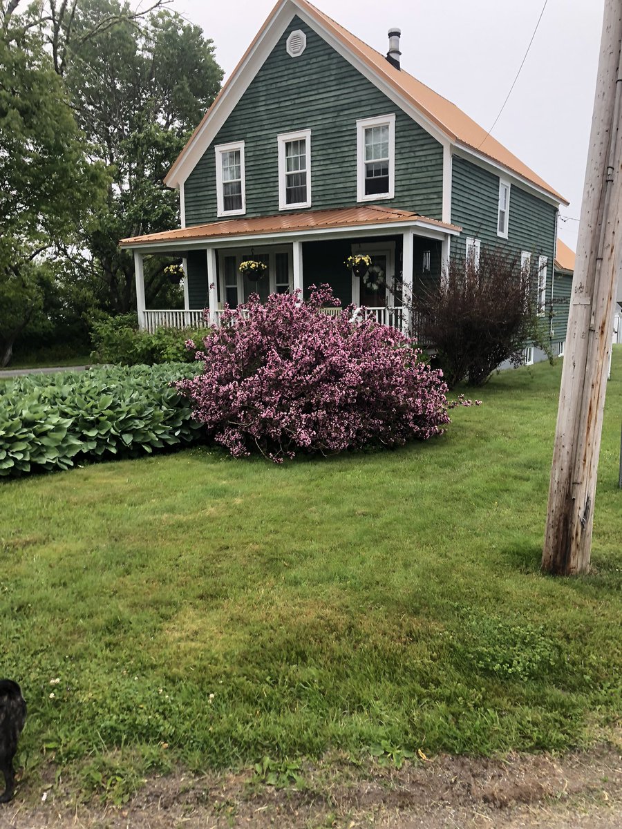 It was 23 years ago today <a href="/hudwes71/">Hudson Weston</a> was born and I planted this weigela. Both have grown significantly over the years! Happy Birthday Hud!!!