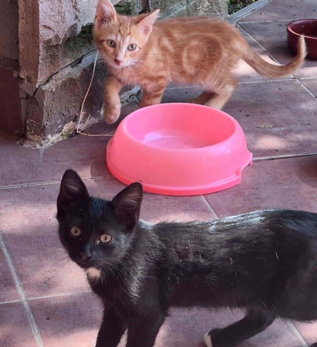 drittalucetw's tweet photo. Bir fark göremiyorum 😺🧡
#melikeipekyalova @ipekyalova https://t.co/TMC8g5MG8x