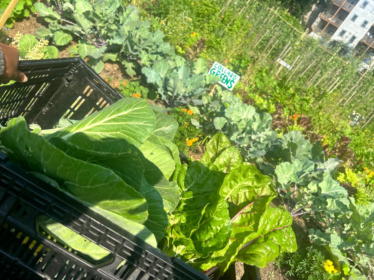 haleyhousebos's tweet photo. Our farm team harvested over 20 kilograms of greens and herbs for our Take Back the Kitchen Program this week!
#haleyhouse #foodwithpurpose #powerofcommunity #urbanagriculture #takebackthekitchen https://t.co/bAcbDUGfgY