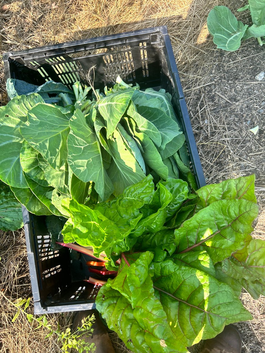haleyhousebos's tweet photo. Our farm team harvested over 20 kilograms of greens and herbs for our Take Back the Kitchen Program this week!
#haleyhouse #foodwithpurpose #powerofcommunity #urbanagriculture #takebackthekitchen https://t.co/bAcbDUGfgY