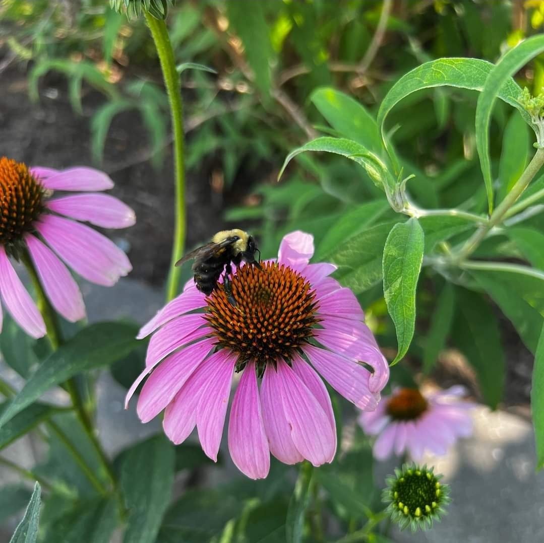 PtoHart's tweet photo. Pollinators are buzzing in @hartmagnetes schoolyard habitat!! And it’s only just the beginning! I can’t wait to see the late summer colors!! 
#pollinatorpathway #native #helpthebees #echinacea #milkweed #blackeyedsusan #blazingstar #beebalm #goldenrod #chokeberry #newenglandaster https://t.co/FXP0G6ImTa