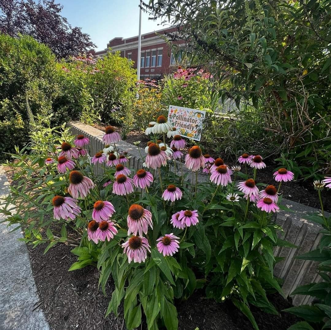 PtoHart's tweet photo. Pollinators are buzzing in @hartmagnetes schoolyard habitat!! And it’s only just the beginning! I can’t wait to see the late summer colors!! 
#pollinatorpathway #native #helpthebees #echinacea #milkweed #blackeyedsusan #blazingstar #beebalm #goldenrod #chokeberry #newenglandaster https://t.co/FXP0G6ImTa