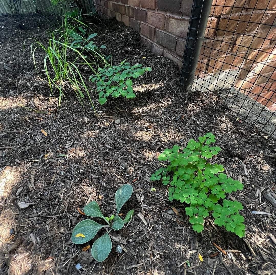 PtoHart's tweet photo. Pollinators are buzzing in @hartmagnetes schoolyard habitat!! And it’s only just the beginning! I can’t wait to see the late summer colors!! 
#pollinatorpathway #native #helpthebees #echinacea #milkweed #blackeyedsusan #blazingstar #beebalm #goldenrod #chokeberry #newenglandaster https://t.co/FXP0G6ImTa