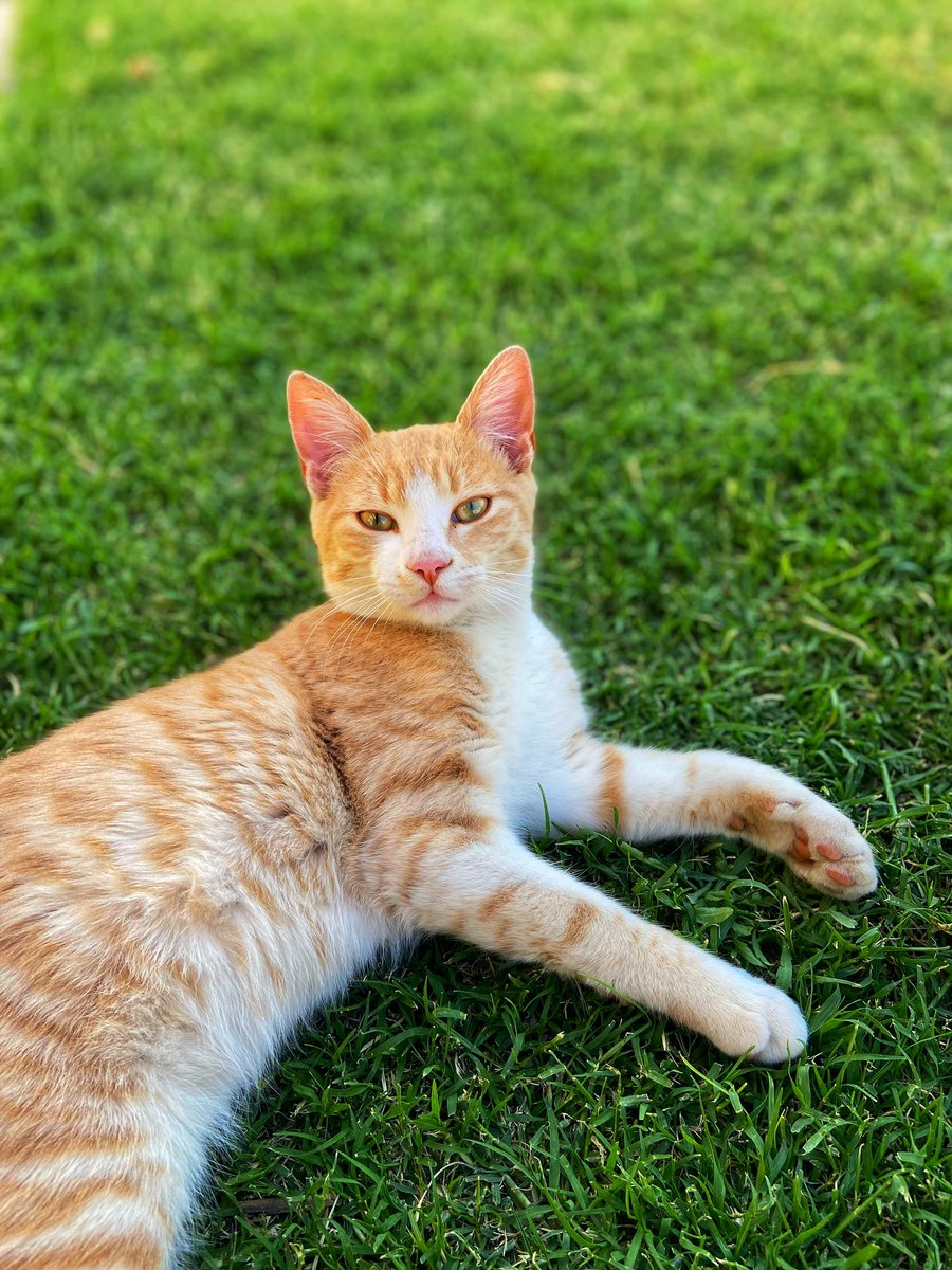 Hola! Se perdió mi gatito, se llama Trueno. Es muy cariñoso. Entre calle Gral Mitre y Zenón Lopez, Pilar. Si alguien tiene alguna información por favor comunicarse por privado. Gracias 🙏🏻