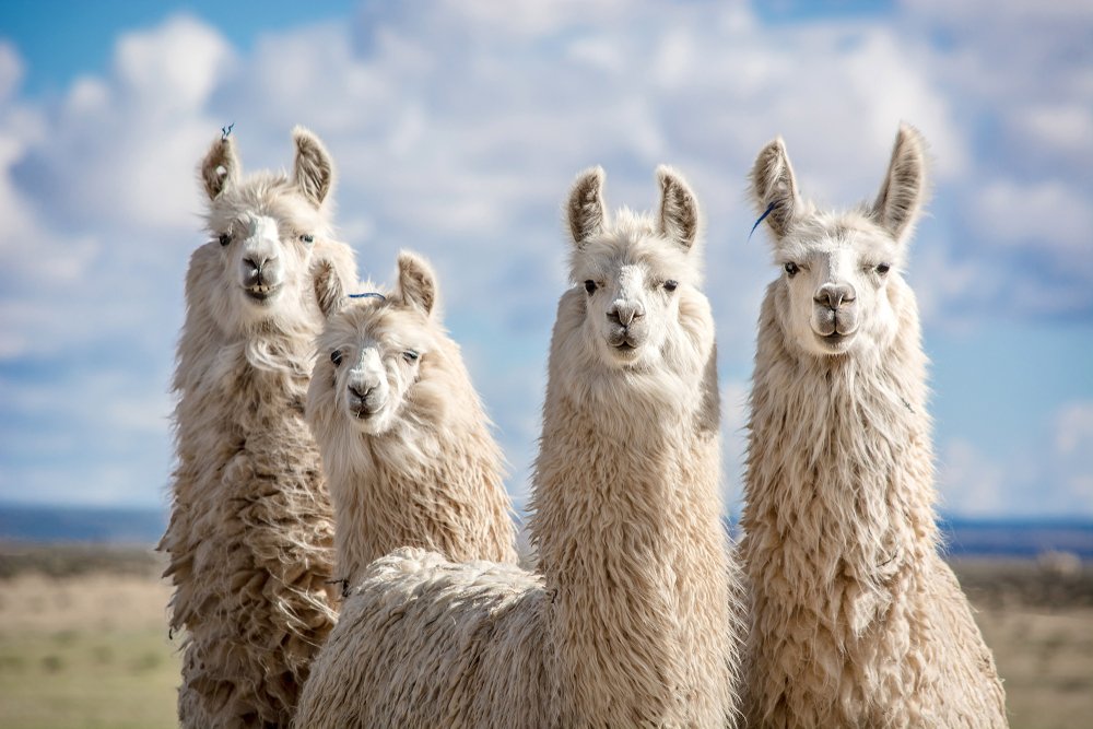 EIB's tweet photo. 🇪🇺🇧🇪#DYK llamas can help us fight infectious diseases like #COVID19?
Belgian company, ExeVir harnesses nanobodies from llamas who have an unusual immune system and uses them as building blocks to generate new antibodies.
➡https://t.co/qvJQW51W9V https://t.co/LMjk9P7cFj
